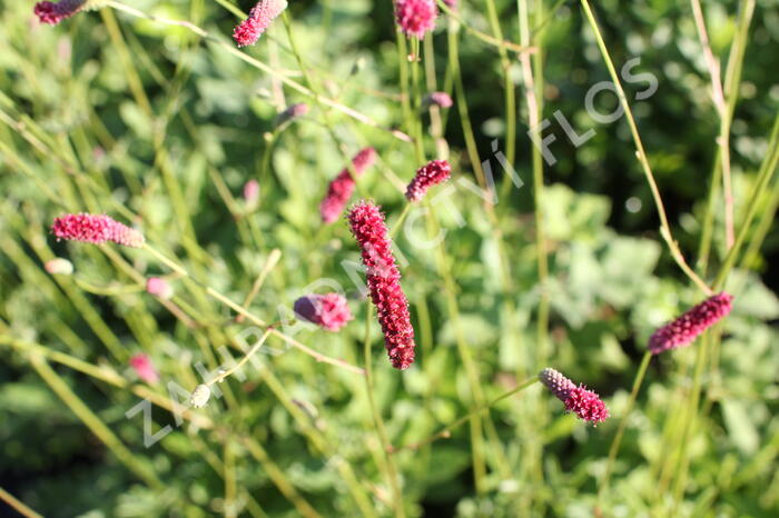 Krvavec toten 'Scapino' - Sanguisorba officinalis 'Scapino'