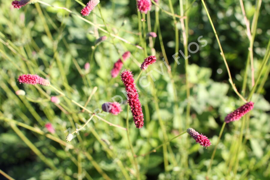 Krvavec toten 'Scapino' - Sanguisorba officinalis 'Scapino'