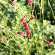 Krvavec toten 'Scapino' - Sanguisorba officinalis 'Scapino'