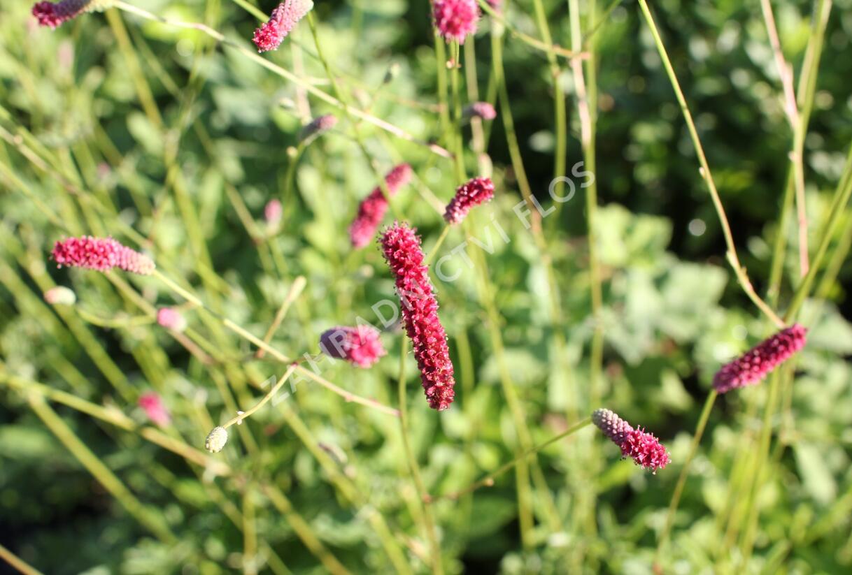Krvavec toten 'Scapino' - Sanguisorba officinalis 'Scapino'