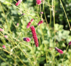 Krvavec toten 'Scapino' - Sanguisorba officinalis 'Scapino'