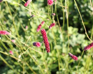 Krvavec toten 'Scapino'