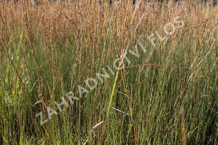 Bezkolenec modrý 'Moorflamme' - Molinia caerulea 'Moorflamme'