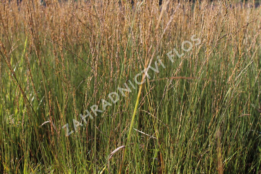 Bezkolenec modrý 'Moorflamme' - Molinia caerulea 'Moorflamme'
