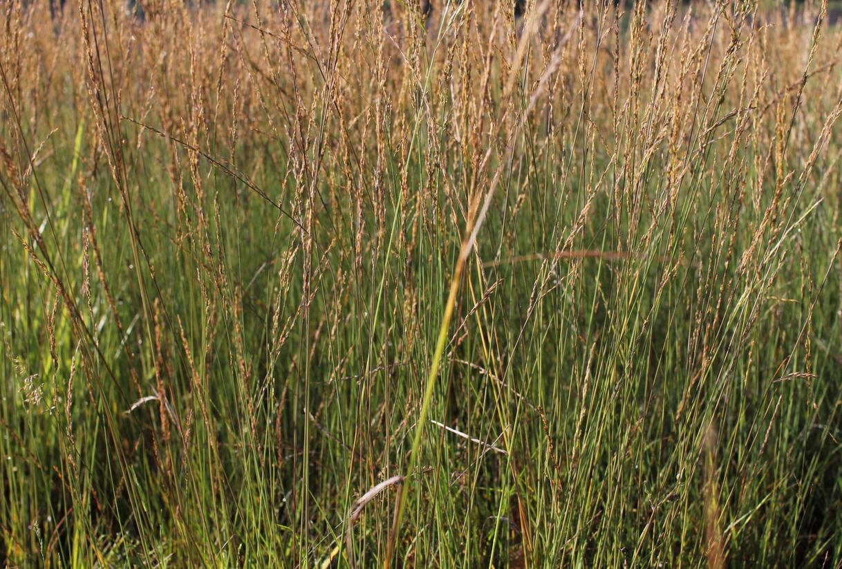 Bezkolenec modrý 'Moorflamme' - Molinia caerulea 'Moorflamme'