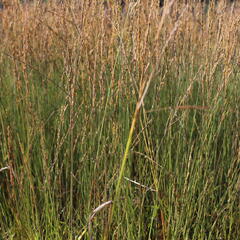 Bezkolenec modrý 'Moorflamme' - Molinia caerulea 'Moorflamme'
