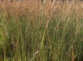 Bezkolenec modrý 'Moorflamme' - Molinia caerulea 'Moorflamme'