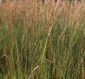 Bezkolenec modrý 'Moorflamme' - Molinia caerulea 'Moorflamme'