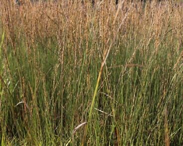 Bezkolenec modrý 'Moorflamme'