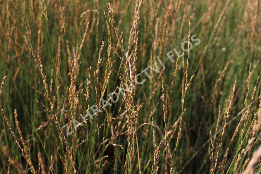 Bezkolenec modrý 'Moorflamme' - Molinia caerulea 'Moorflamme'