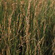 Bezkolenec modrý 'Moorflamme' - Molinia caerulea 'Moorflamme'