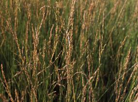 Bezkolenec modrý 'Moorflamme' - Molinia caerulea 'Moorflamme'