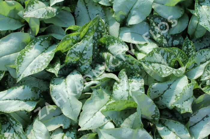Plicník 'Blake's Silver' - Pulmonaria 'Blake's Silver'