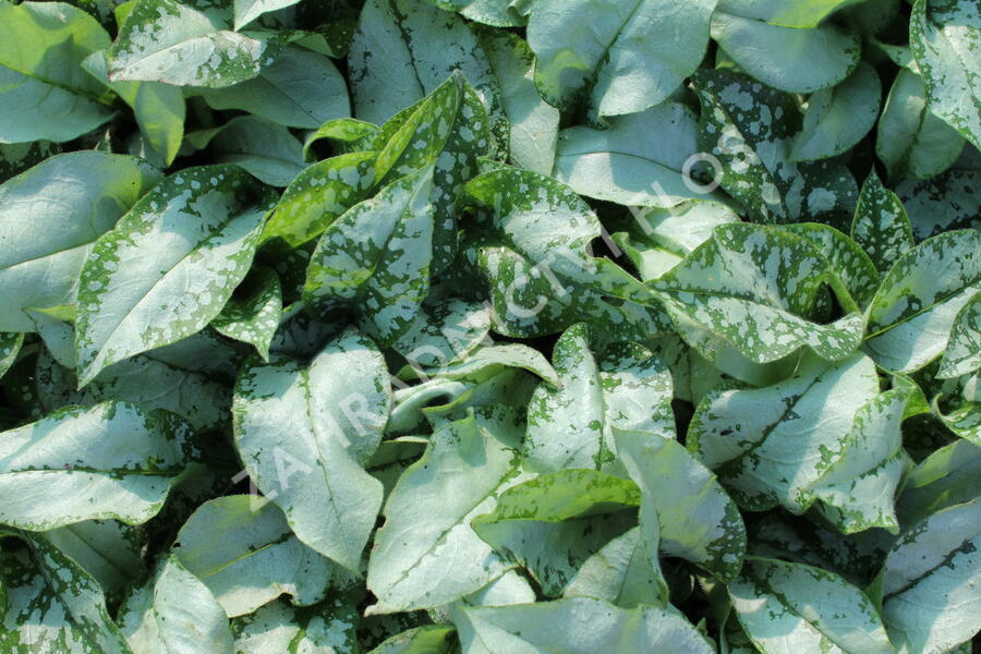 Plicník 'Blake's Silver' - Pulmonaria 'Blake's Silver'