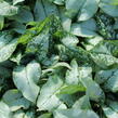 Plicník 'Blake's Silver' - Pulmonaria 'Blake's Silver'
