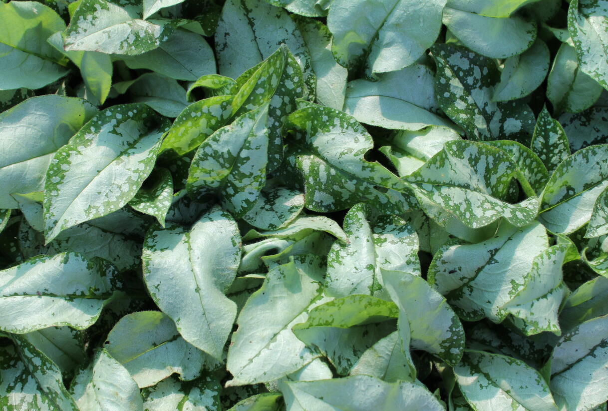 Plicník 'Blake's Silver' - Pulmonaria 'Blake's Silver'