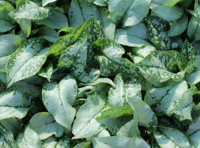 Plicník 'Blake's Silver' - Pulmonaria 'Blake's Silver'