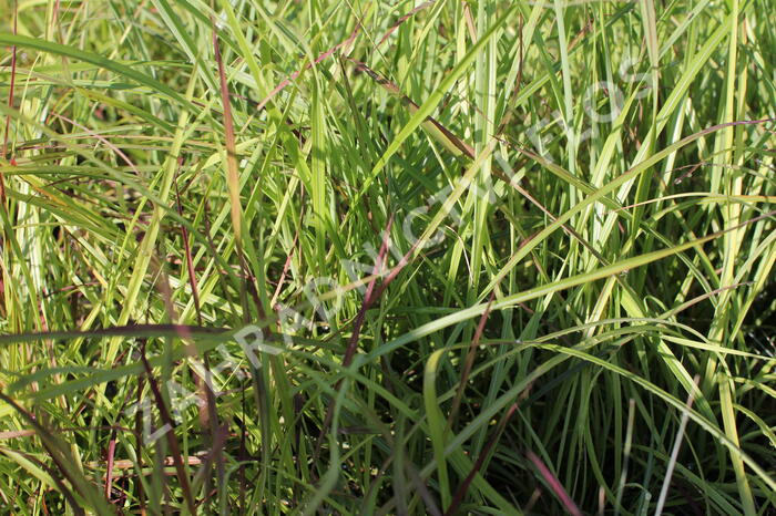 Ozdobnice čínská 'Ruby Cute' - Miscanthus sinensis 'Ruby Cute'