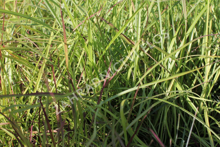 Ozdobnice čínská 'Ruby Cute' - Miscanthus sinensis 'Ruby Cute'