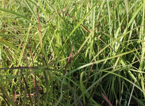 Ozdobnice čínská 'Ruby Cute' - Miscanthus sinensis 'Ruby Cute'