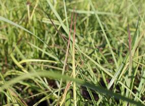 Ozdobnice čínská 'Ruby Cute' - Miscanthus sinensis 'Ruby Cute'