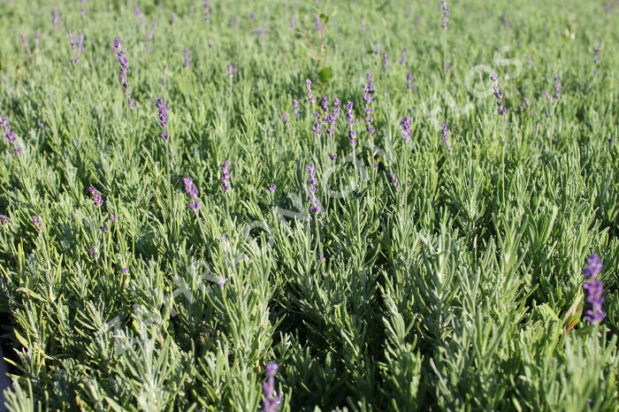 Levandule úzkolistá 'Hidcote Blue Strain' - Lavandula angustifolia 'Hidcote Blue Strain'