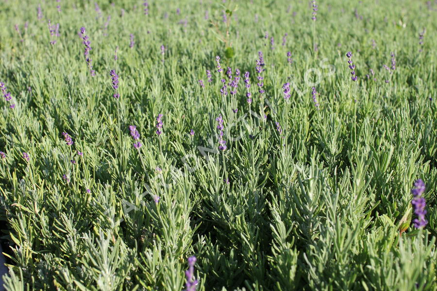 Levandule úzkolistá 'Hidcote Blue Strain' - Lavandula angustifolia 'Hidcote Blue Strain'