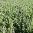 Levandule úzkolistá 'Hidcote Blue Strain' - Lavandula angustifolia 'Hidcote Blue Strain'