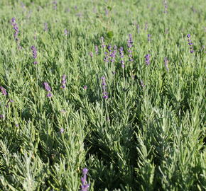 Levandule úzkolistá 'Hidcote Blue Strain' - Lavandula angustifolia 'Hidcote Blue Strain'