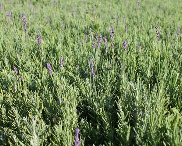 Levandule úzkolistá 'Hidcote Blue Strain'