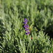 Levandule úzkolistá 'Hidcote Blue Strain' - Lavandula angustifolia 'Hidcote Blue Strain'