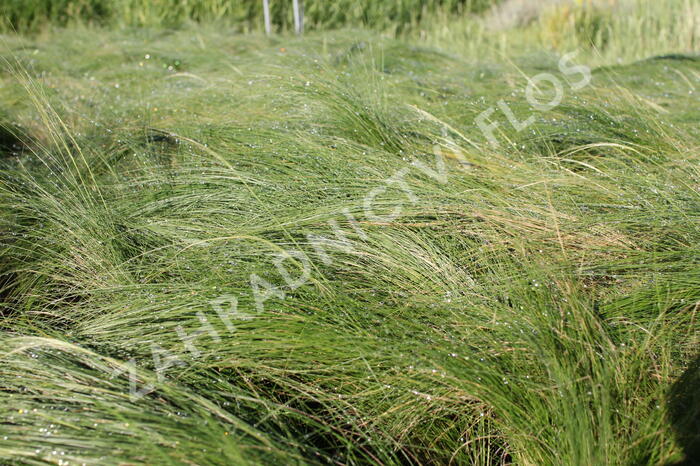 Kavyl péřovitý 'Ponytails' - Stipa tenuissima 'Ponytails'