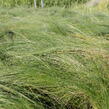 Kavyl péřovitý 'Ponytails' - Stipa tenuissima 'Ponytails'