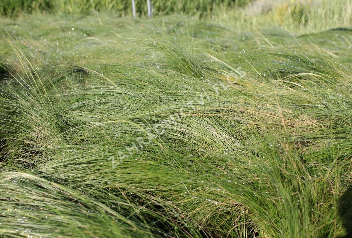 Kavyl péřovitý 'Ponytails' - Stipa tenuissima 'Ponytails'