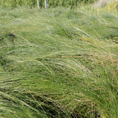 Kavyl péřovitý 'Ponytails' - Stipa tenuissima 'Ponytails'