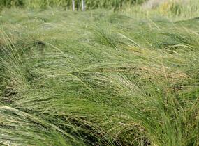 Kavyl péřovitý 'Ponytails' - Stipa tenuissima 'Ponytails'
