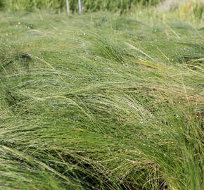 Kavyl péřovitý 'Ponytails' - Stipa tenuissima 'Ponytails'