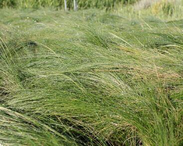 Kavyl péřovitý 'Ponytails'