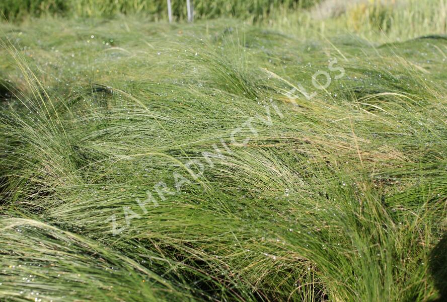 Kavyl péřovitý 'Ponytails' - Stipa tenuissima 'Ponytails'