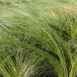Kavyl péřovitý 'Ponytails' - Stipa tenuissima 'Ponytails'