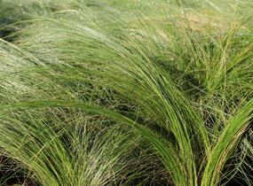 Kavyl péřovitý 'Ponytails' - Stipa tenuissima 'Ponytails'