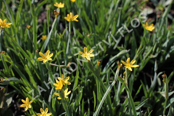 Badil kalifornský - Sisyrinchium californicum