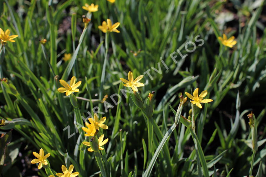 Badil kalifornský - Sisyrinchium californicum