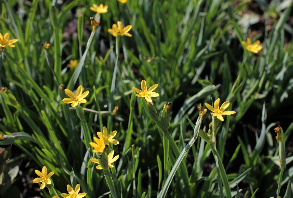 Badil kalifornský - Sisyrinchium californicum