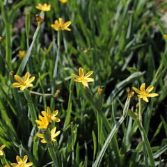 Badil kalifornský - Sisyrinchium californicum