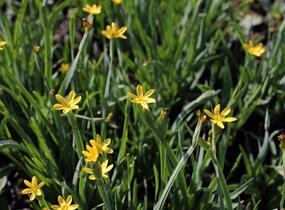 Badil kalifornský - Sisyrinchium californicum