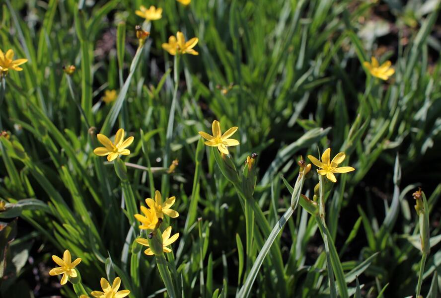 Badil kalifornský - Sisyrinchium californicum