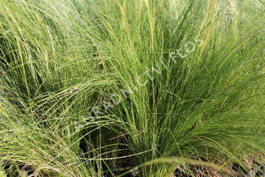 Kavyl péřovitý - Stipa tenuissima