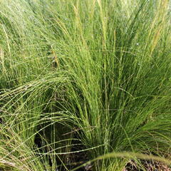 Kavyl péřovitý - Stipa tenuissima