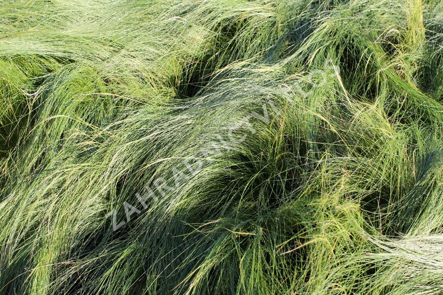 Kavyl péřovitý - Stipa tenuissima